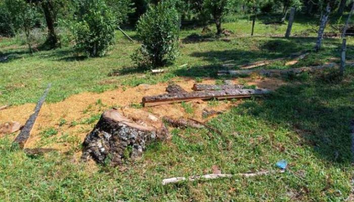 Pinhão - Polícia Ambiental aplica multas e embarga área por infrações ambientais